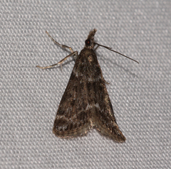 Scoparia penumbralis