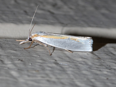 Crambus girardellus