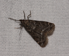 Scoparia penumbralis