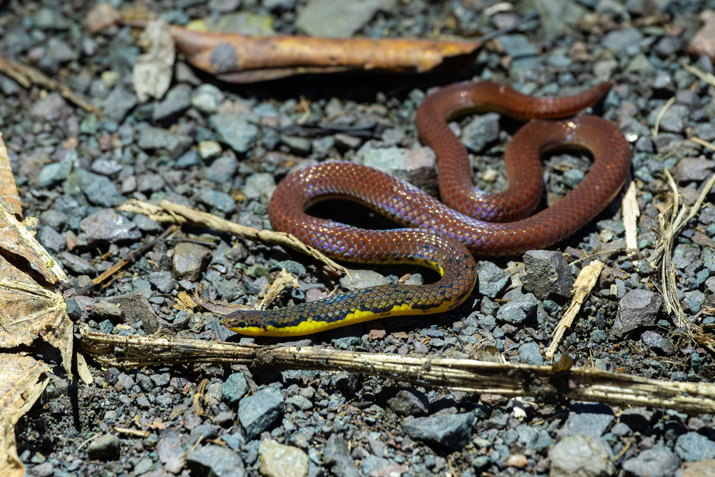 Grabowsky's Reed Snake from Borneo, Lahad Datu, Sabah, MY on October 22 ...