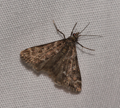 Scoparia penumbralis
