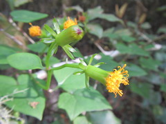 Senecio quinquelobus