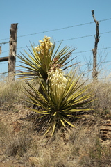 Yucca baccata brevifolia