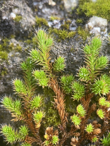 Image of Selaginella hansenii by no rights reserved