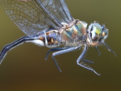 Somatochlora kennedyi