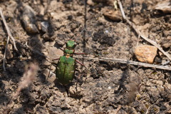 Cicindela turkestanica