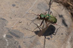 Cicindela turkestanica