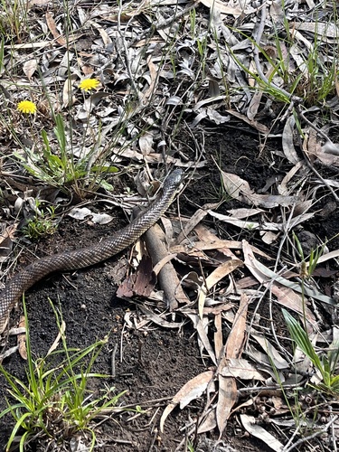 Tiger Snake sighting