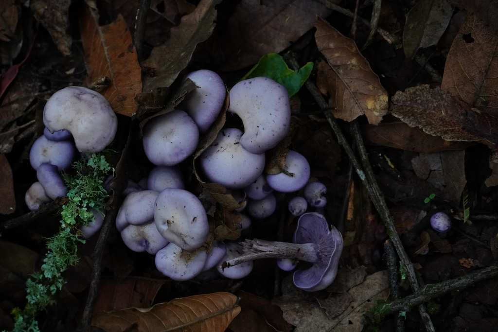 Collybia sordida · November 2024 · photo: © bencostamagna (iNaturalist, cc-by)