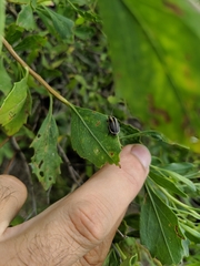 Trirhabda bacharidis