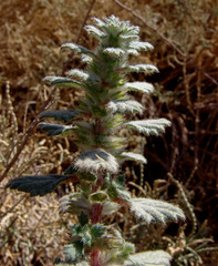 Forsskaolea tenacissima