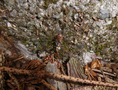 Amilenus aurantiacus