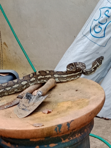 Coastal Carpet Python sighting