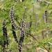 Vachellia nilotica kraussiana - Photo (c) magdastlucia, μερικά δικαιώματα διατηρούνται (CC BY-NC), uploaded by magdastlucia
