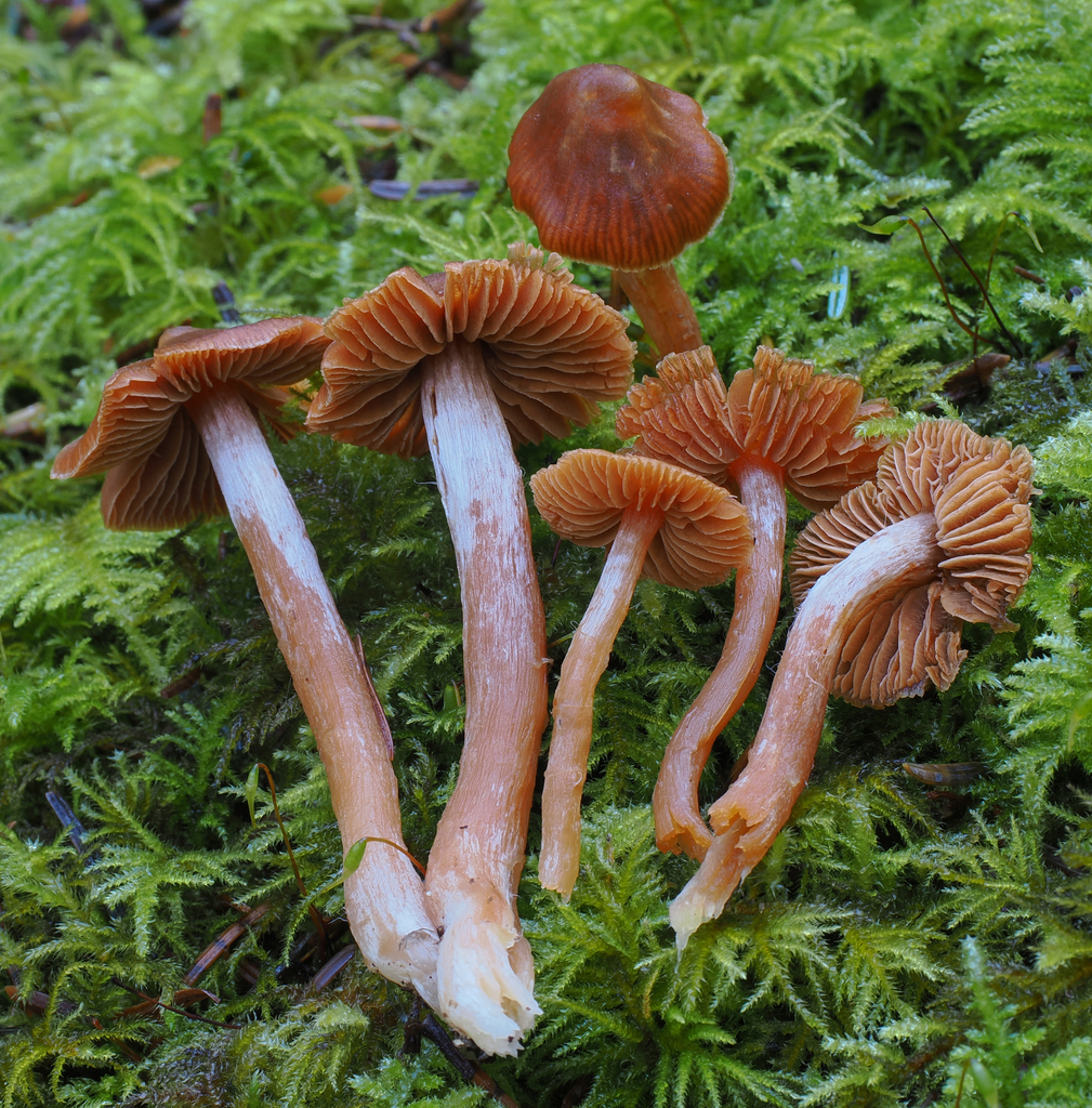Cortinarius sp. 'CA99'
