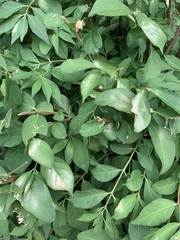 Euonymus alatus
