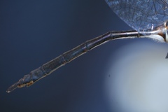 Somatochlora kennedyi