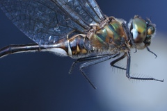 Somatochlora kennedyi