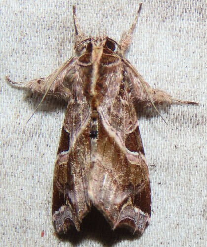 Florida Fern Moth photo 6