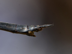 Somatochlora kennedyi