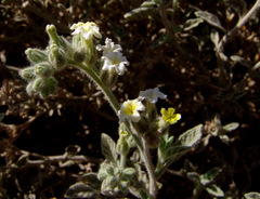 Heliotropium arbainense