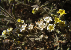 Heliotropium arbainense