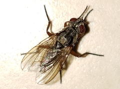 Eustalomyia vittipes