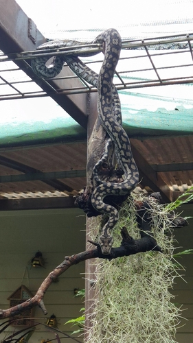 Inland Carpet Python sighting