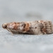 Hickory Leafstem Borer Moth - Photo (c) David Kaposi, some rights reserved (CC BY-NC), uploaded by David Kaposi