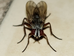 Eustalomyia vittipes