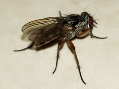 Eustalomyia vittipes