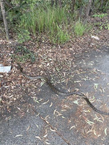Coastal Carpet Python sighting