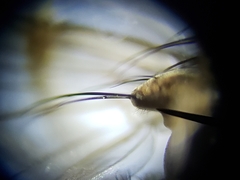 Eustalomyia vittipes