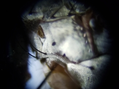 Eustalomyia vittipes