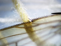 Eustalomyia vittipes