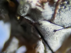 Eustalomyia vittipes