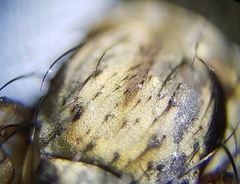 Eustalomyia vittipes