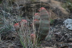 Echinocereus scopulorum pseudopectinatus