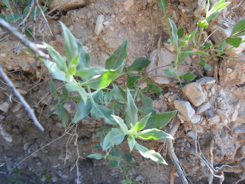 Image of Tetraclea coulteri by (c) Leticia Jiménez Hernández, some rights reserved (CC BY-SA)