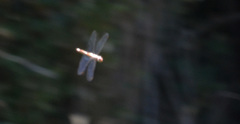Pantala hymenaea