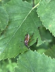 Dichelonyx subvittata