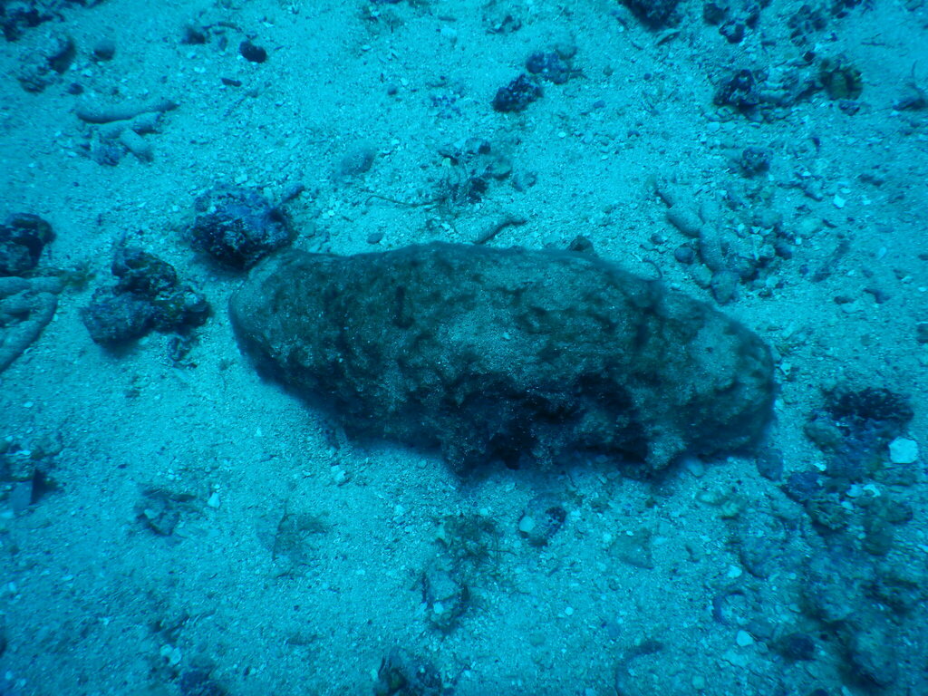 White Teatfish