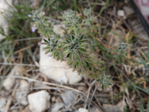 Image of Hedeoma nana by (c) Leticia Jiménez Hernández, some rights reserved (CC BY-SA)
