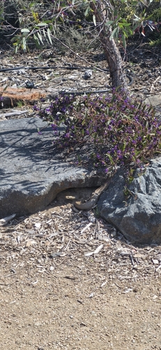 Eastern Brown Snake sighting