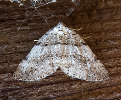 Perizoma curvilinea