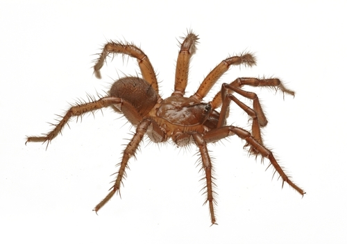 Aliatypus plutonis