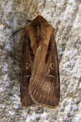 Agrotis vancouverensis