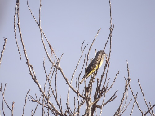 iNaturalist observation photo of Cassin's Kingbird