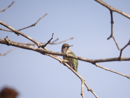 iNaturalist observation photo of Anna's Hummingbird