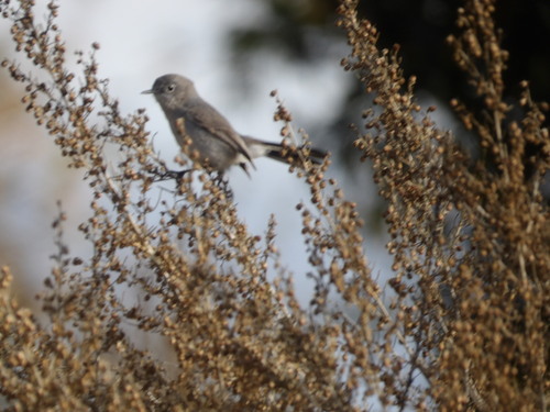 iNaturalist observation photo of Gnatcatchers
